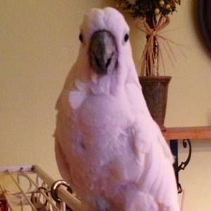 Meet your Posher, Ginger